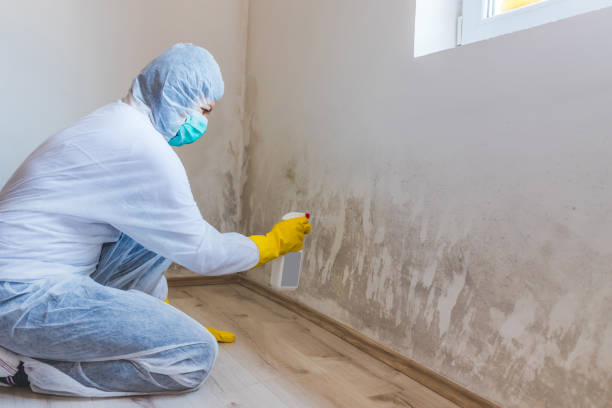 Licensed Black Mold Removal service in Lindenhurst, NY - WQB Mold Removal