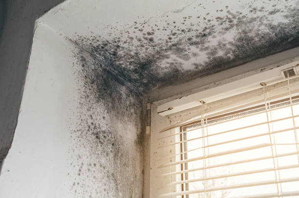 Affordable Black Mold Removal solutions in Lindenhurst, NY